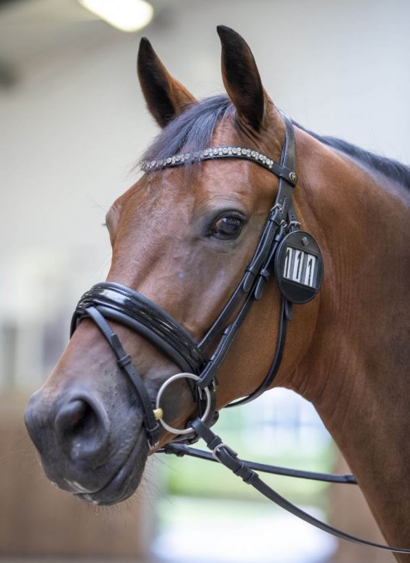 LeMieux Bridle Number Holder - Country Ways