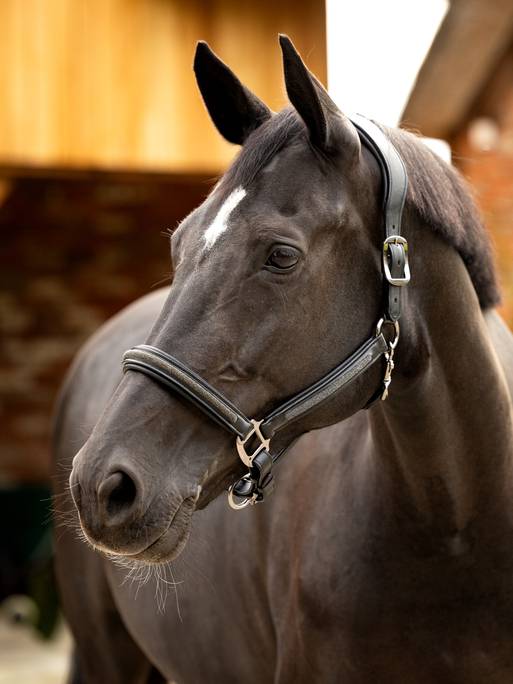 LeMieux Leather Crystal Headcollar - Country Ways