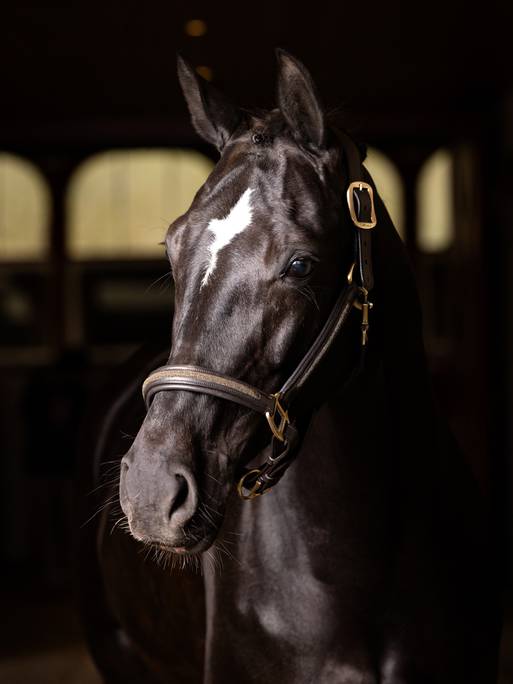 LeMieux Leather Crystal Headcollar - Country Ways