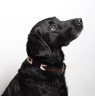 Pampeano Leather Dog Collar Hermoso - Country Ways