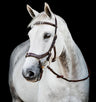 Rambo Micklem Multi Bridle - Country Ways