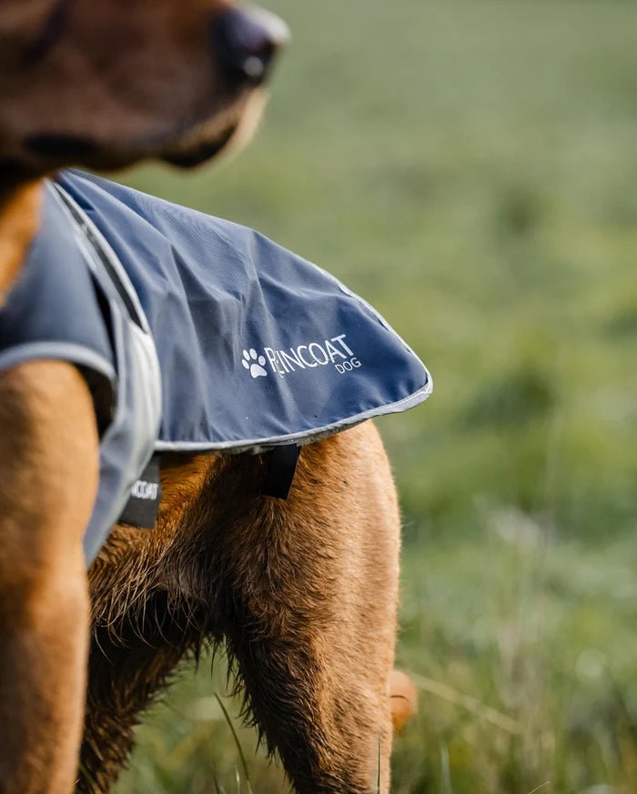 Reincoat Dog - Country Ways