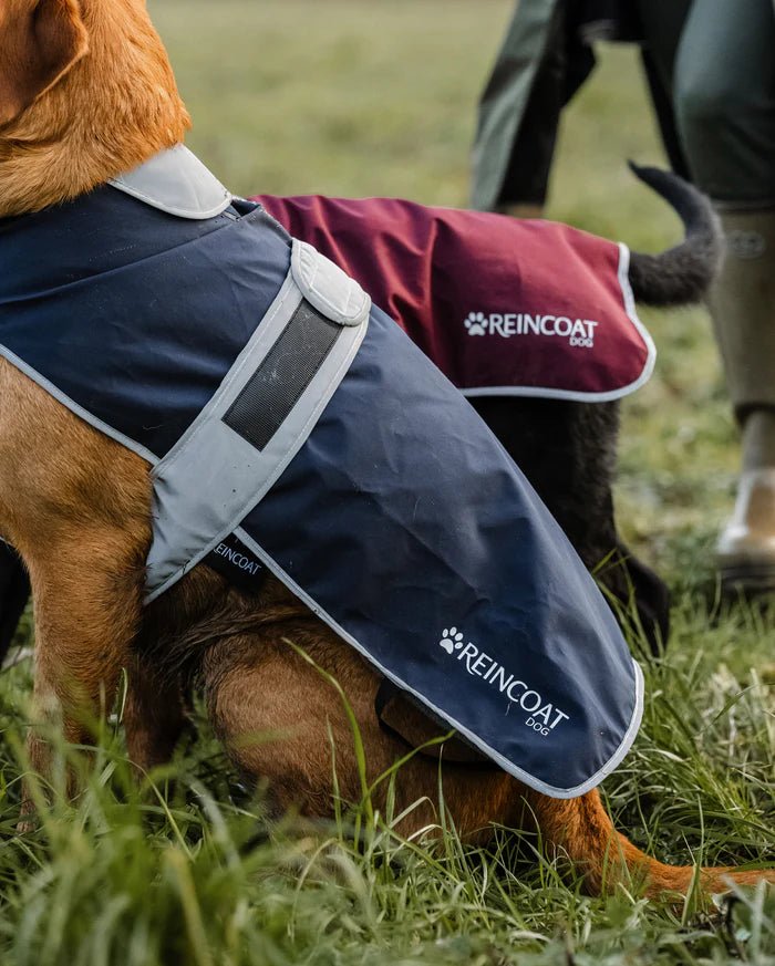 Reincoat Dog - Country Ways