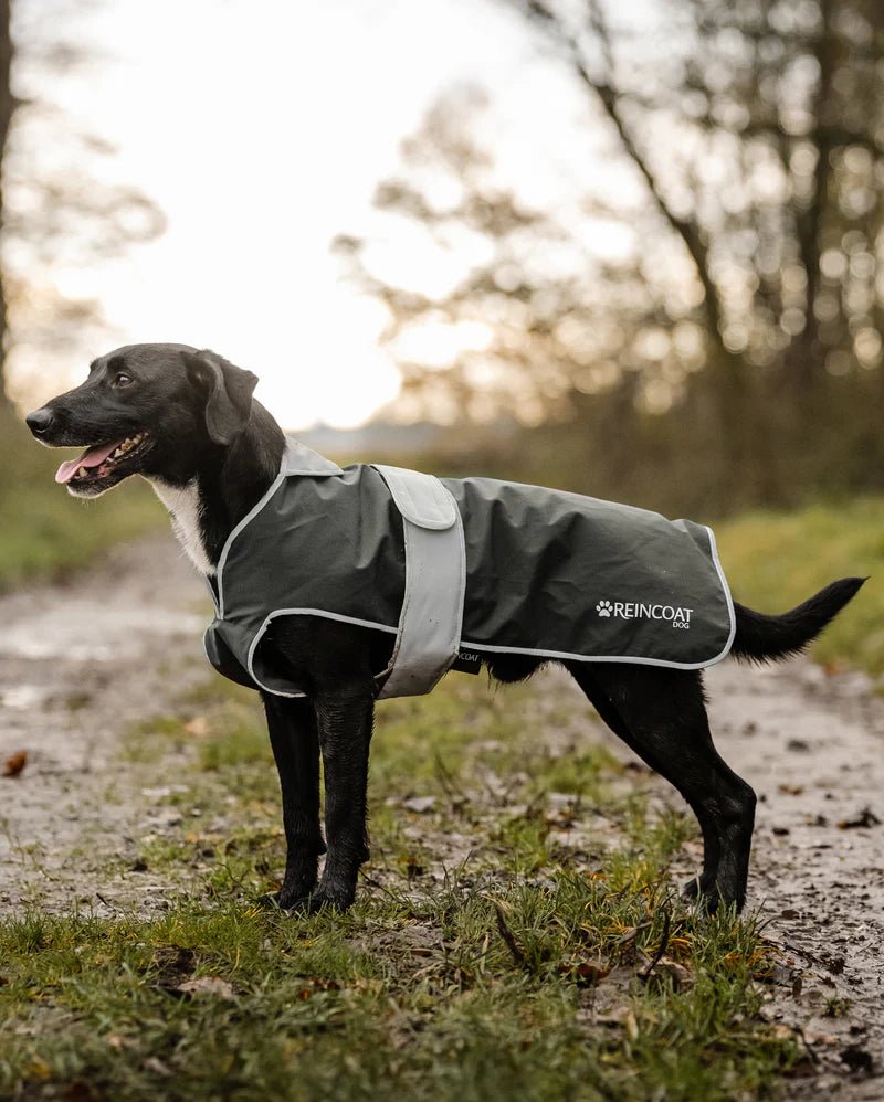 Reincoat Dog Coat - Country Ways