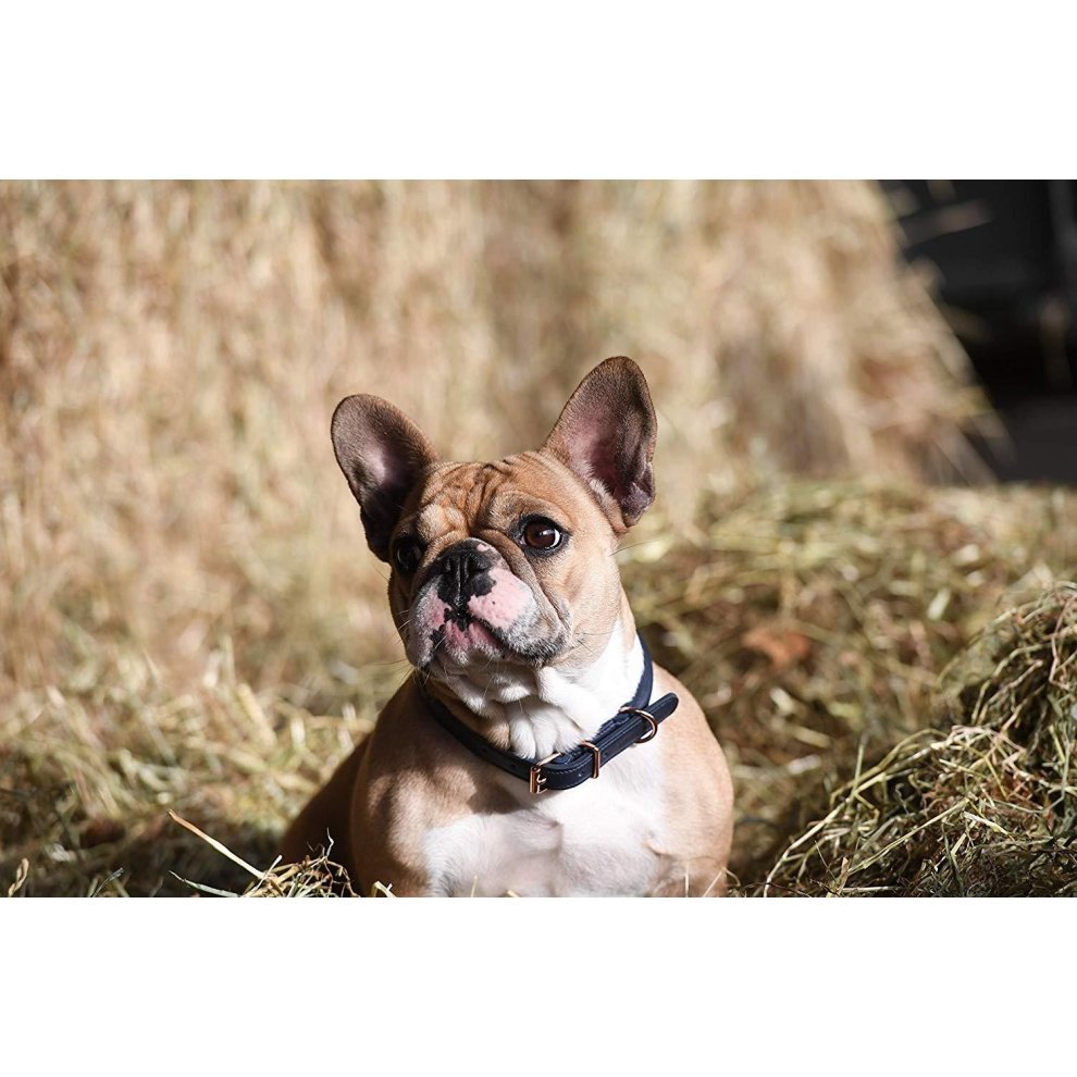 Woofmasta Rolled Leather Collar Navy Blue Medium - Country Ways