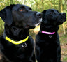 EquiSafety HighVizibility Dog Collar